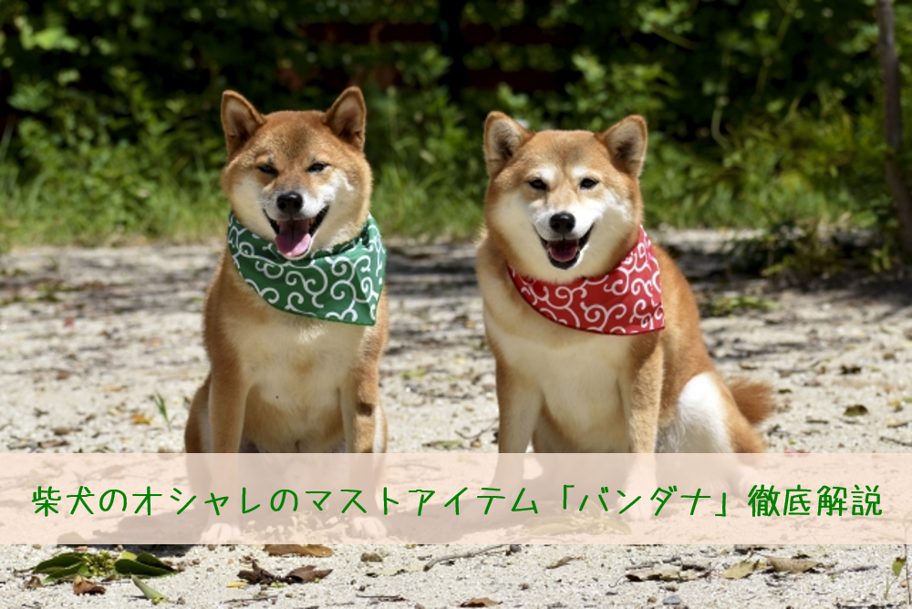 柴犬のマストアイテム バンダナ 徹底解説 おすすめ通販サイトなど たの柴