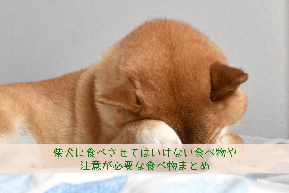 柴犬に食べさせてはいけない食べ物や注意が必要な食べ物まとめ たの柴