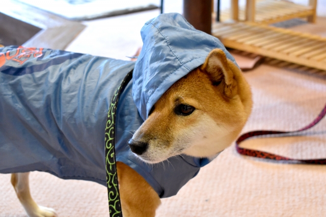 隔離 嘆願 でる 犬 レイン コート 作り方 Sekiwa Ehimehigashi Jp