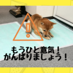 柴犬の室内用ケージの選び方は 留守番やトイレなど用途別に紹介 たの柴