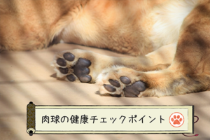 犬の肉球ケア 肉球クリームやオイルで乾燥対策 老犬の滑り止めも紹介 おすすめの肉球クリーム5選 たの柴