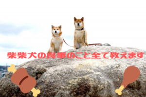 柴犬が好きな食べ物って何 味はどれくらいわかるの たの柴