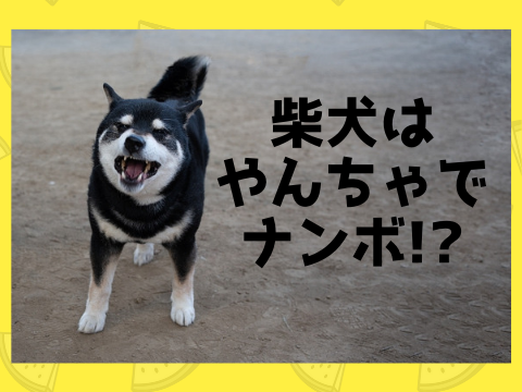 うちの柴犬がやんちゃでお手上げ しつけ 教室の気になる金額や成果を解説 たの柴