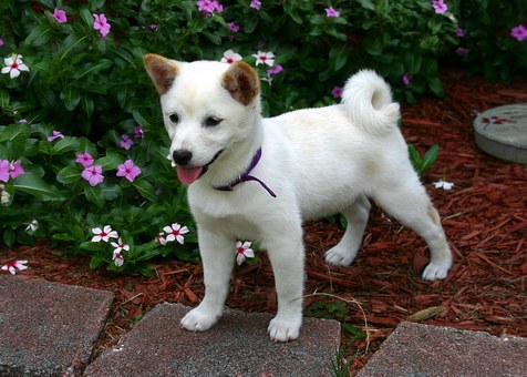 柴犬が好きな食べ物って何 味はどれくらいわかるの たの柴