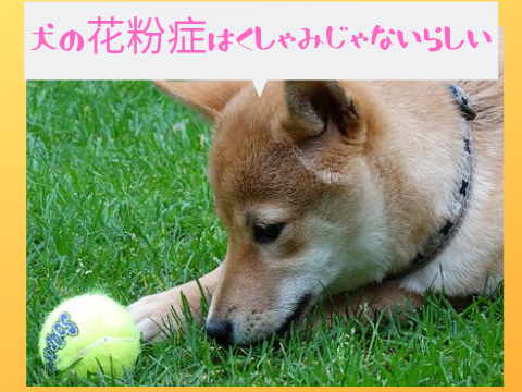 犬の花粉症はくしゃみでなく皮膚に出る 対策グッズ 治療も解説 たの柴